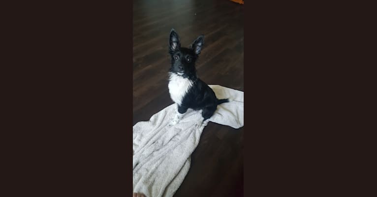 Reaper, a Chihuahua and Poodle (Small) mix tested with EmbarkVet.com