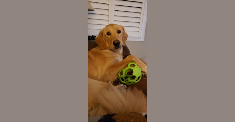 Fauna, a Golden Retriever (7.8% unresolved) tested with EmbarkVet.com