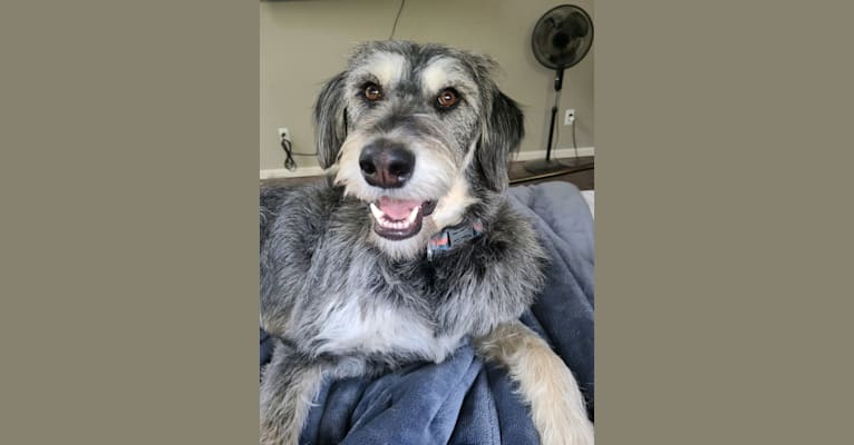 Alaskan poodle sale mix