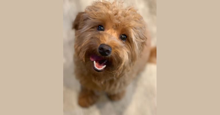 Scooby, a Goldendoodle tested with EmbarkVet.com