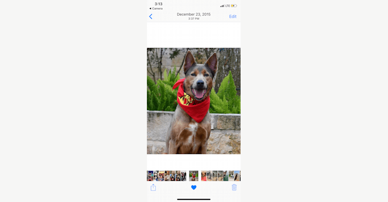 Photo of Brody, a Chow Chow, Border Collie, Australian Cattle Dog, and Mixed mix in Pascagoula, Mississippi, USA