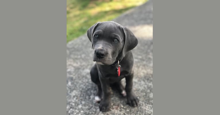 Hana, a Cane Corso tested with EmbarkVet.com