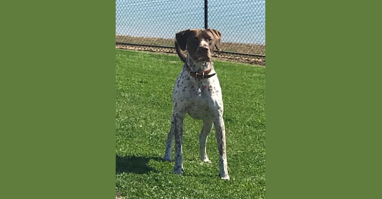 Arrow, a German Shorthaired Pointer and American Pit Bull Terrier mix tested with EmbarkVet.com