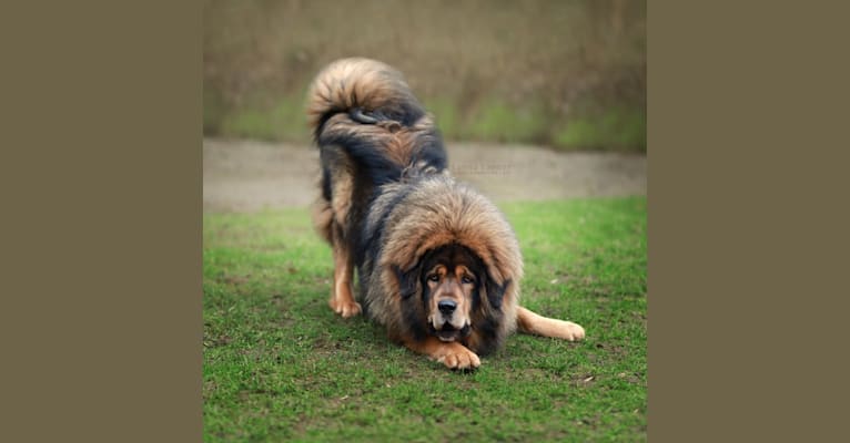 Ask, a Tibetan Mastiff tested with EmbarkVet.com