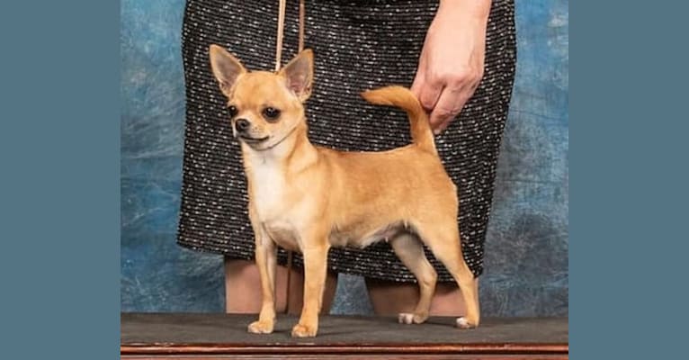 Photo of Zesty, a Chihuahua  in Oslo, Norway