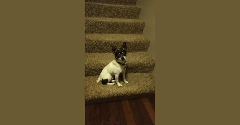 Photo of Rocco, a Russell-type Terrier, Rat Terrier, American Eskimo Dog, and Mixed mix in Nebraska, USA