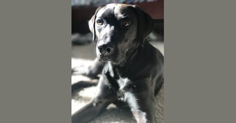 Harley, a Labrador Retriever and Coonhound mix tested with EmbarkVet.com