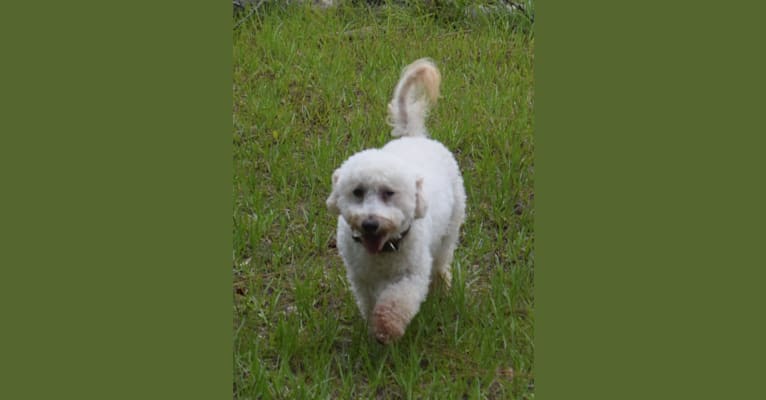 Photo of Georgie, a Poodle (Small) and Bichon Frise mix