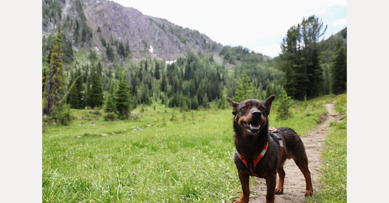 Moose, a Rottweiler and Chihuahua mix tested with EmbarkVet.com