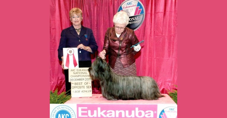FAme, a Skye Terrier tested with EmbarkVet.com