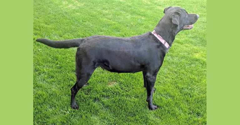 Sammie, a Labrador Retriever tested with EmbarkVet.com