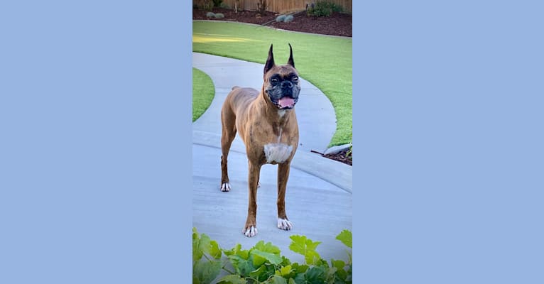 Photo of Whiskey, a Boxer  in California, USA
