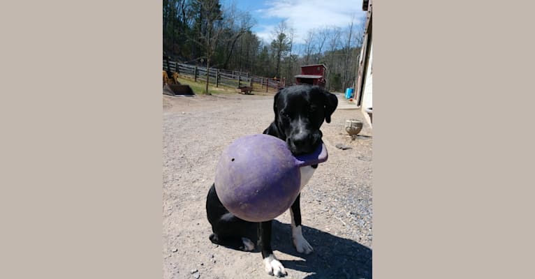 Photo of Ruger, a Boxer, American Pit Bull Terrier, and Labrador Retriever mix in Paw Paw, West Virginia, USA