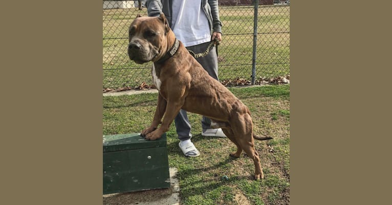 Storm King, an American Bully tested with EmbarkVet.com