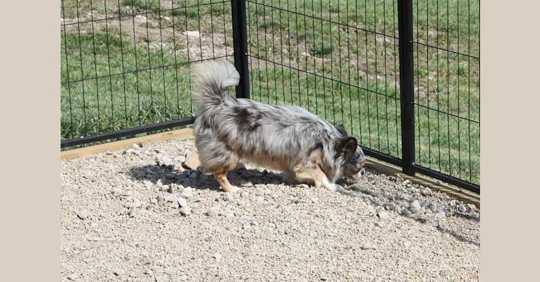 Kiki, a Chihuahua tested with EmbarkVet.com