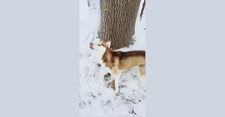 Zoey, a Siberian Husky tested with EmbarkVet.com