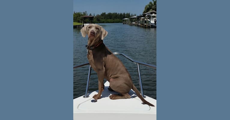 Photo of Major, a Catahoula Leopard Dog, Labrador Retriever, and German Shorthaired Pointer mix in Lakeland, Florida, USA