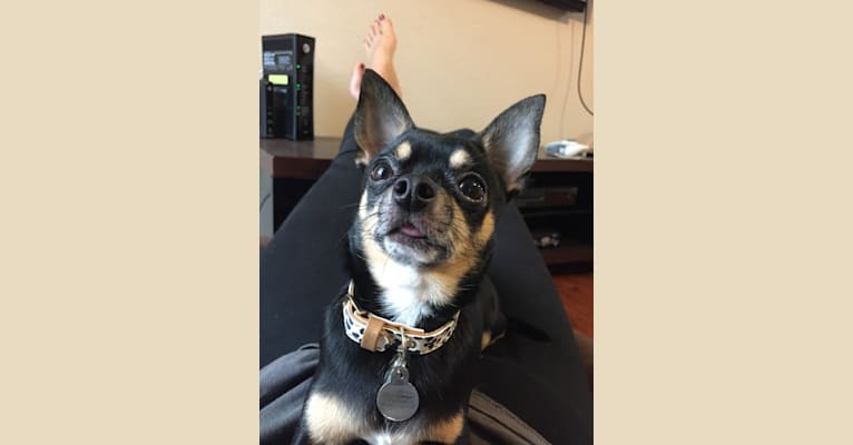 Guinness, a Chihuahua tested with EmbarkVet.com