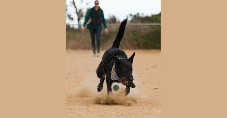Garbanzo, a German Shepherd Dog and Border Collie mix tested with EmbarkVet.com
