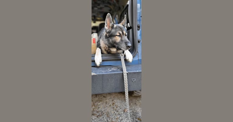 Tundra, a German Shepherd Dog and Great Pyrenees mix tested with EmbarkVet.com