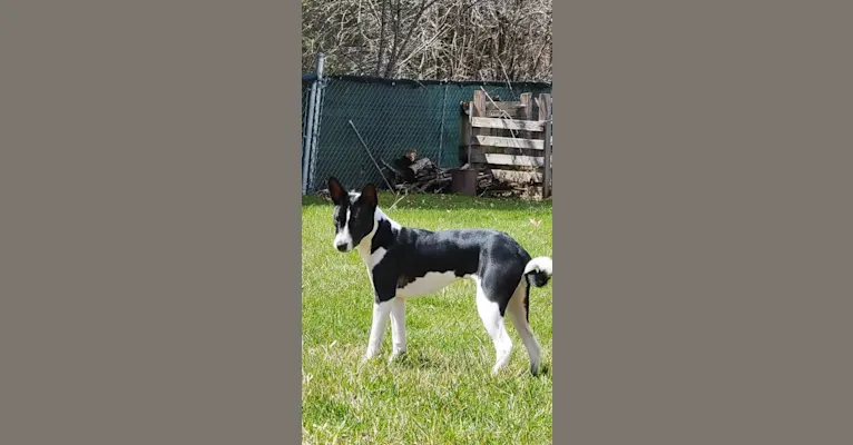 Renji, a Basenji tested with EmbarkVet.com