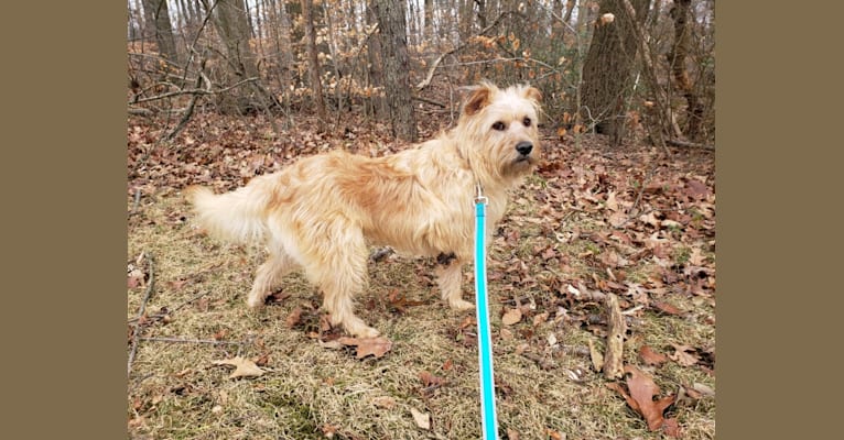 Chewy Reynoso, an Eastern European Village Dog and Yorkshire Terrier mix tested with EmbarkVet.com