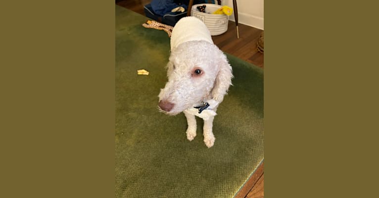 Harry, a Bedlington Terrier tested with EmbarkVet.com