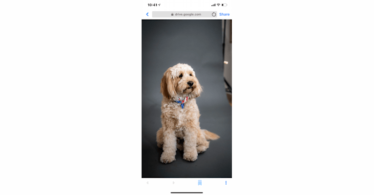 Bentley, a Poodle (Standard) and Poodle (Small) mix tested with EmbarkVet.com