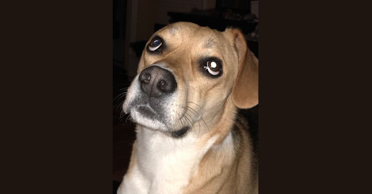 Jackson, a German Shepherd Dog and Beagle mix tested with EmbarkVet.com