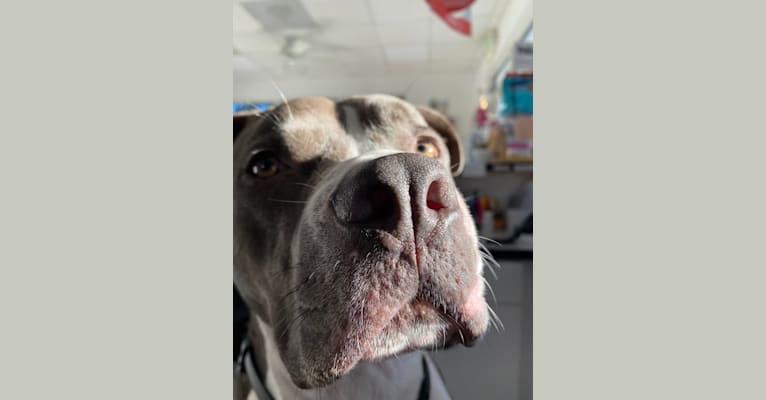 MaSiWei, an American Bully tested with EmbarkVet.com