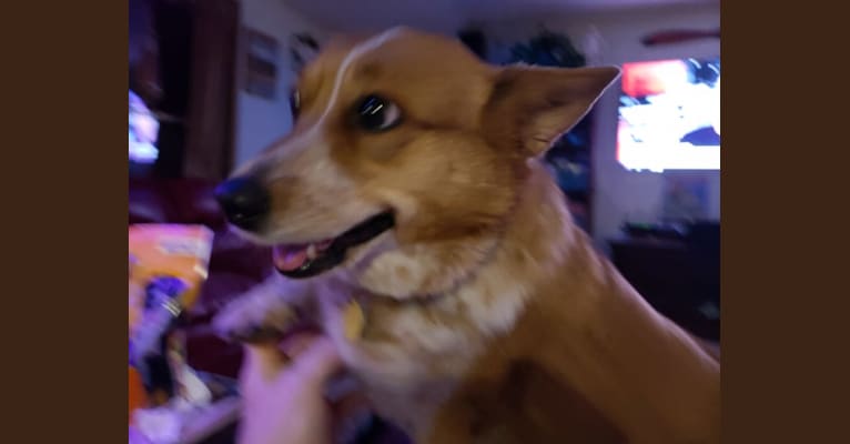 We DNA Tested Our “Purebred” Dog  Embark Dog DNA Review – Navy Corgi