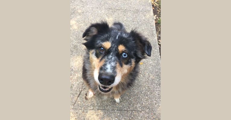 Indiana, an Australian Shepherd and Golden Retriever mix tested with EmbarkVet.com