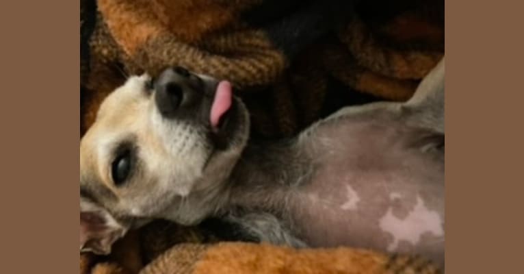 Rocky, a Chihuahua tested with EmbarkVet.com