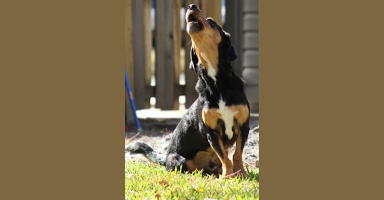 Rosco, a Basset Hound and Rottweiler mix tested with EmbarkVet.com