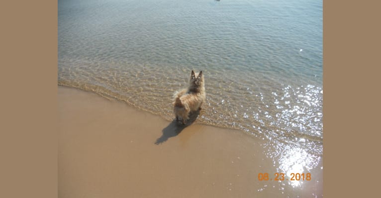 Jib, a Cairn Terrier tested with EmbarkVet.com