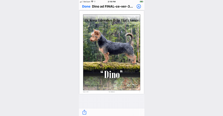 Dino, an Australian Terrier tested with EmbarkVet.com