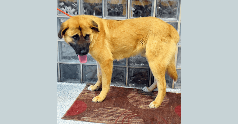 Pharaoh, a Japanese or Korean Village Dog and Great Pyrenees mix tested with EmbarkVet.com