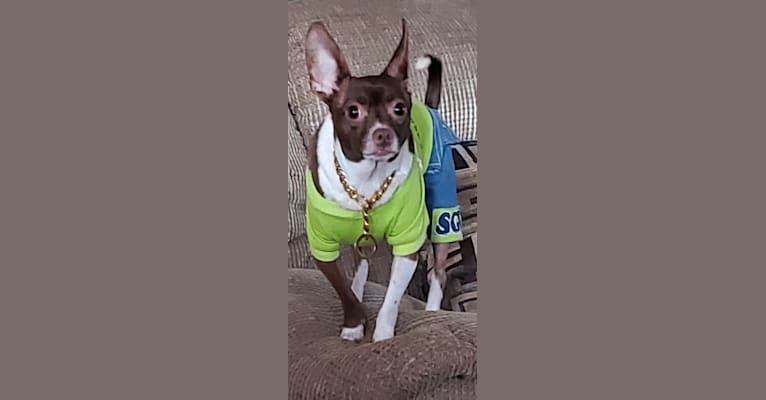 Photo of Romeo, a Chihuahua, American Pit Bull Terrier, and Boston Terrier mix in Riverview, Florida, USA