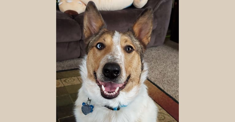 Zeke, an Australian Cattle Dog and Collie mix tested with EmbarkVet.com