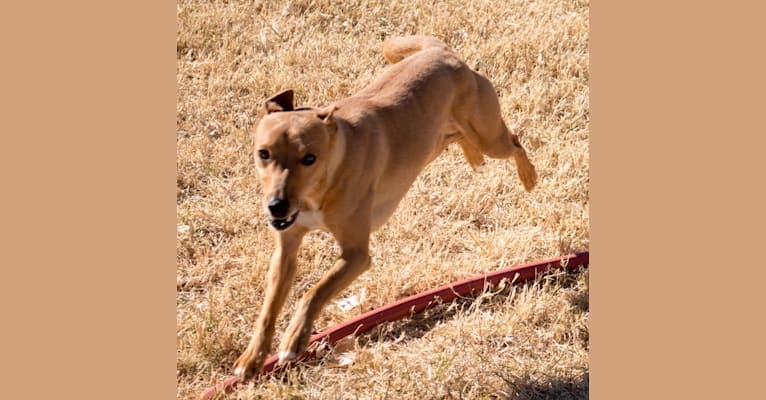Photo of Atom, a Whippet, Border Collie, Russell-type Terrier, and Border Terrier mix in Pahrump, NV, USA