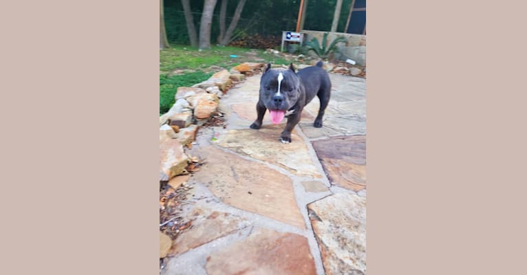 Lucas, an American Bully tested with EmbarkVet.com