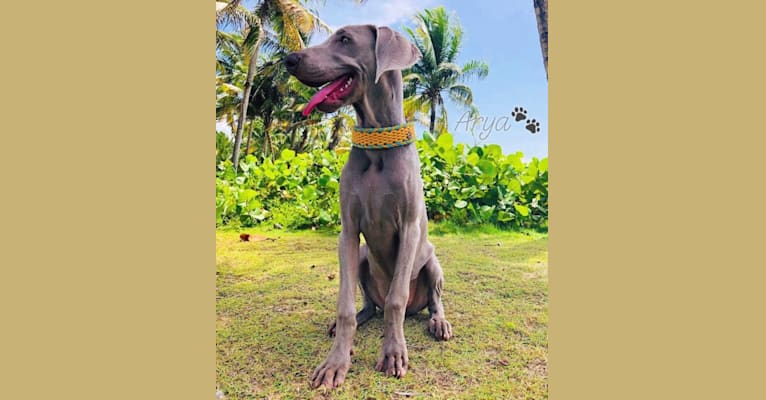 Arya the Weim, a Weimaraner tested with EmbarkVet.com