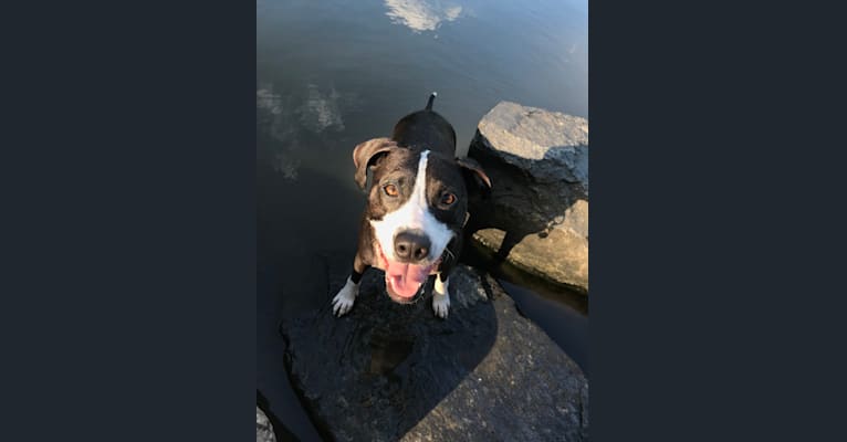Photo of Maisie, an American Pit Bull Terrier  in Long Beach, NY, USA