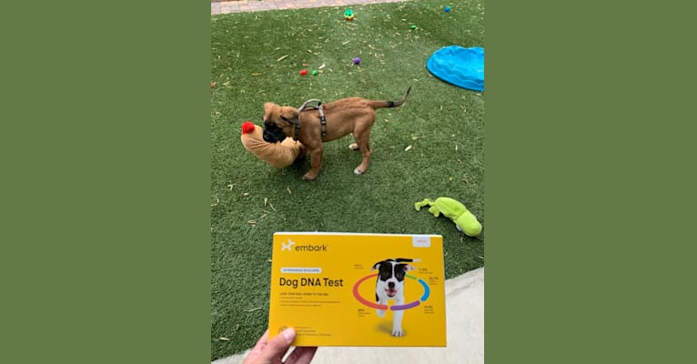Diego, a Mastiff and German Shepherd Dog mix tested with EmbarkVet.com