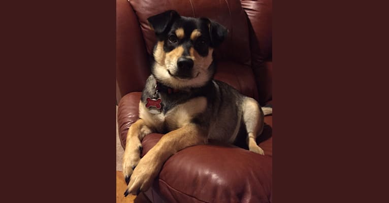 Photo of Link, a Rat Terrier, Chow Chow, Collie, Golden Retriever, and Mixed mix in Murfreesboro, Tennessee, USA