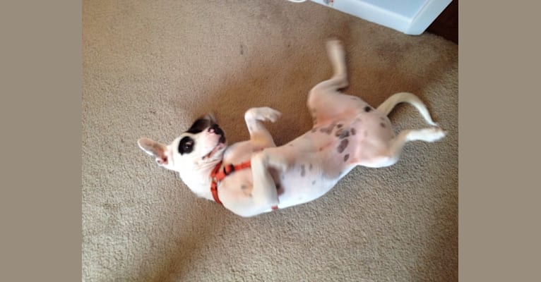 Snoopy, an American Pit Bull Terrier and Beagle mix tested with EmbarkVet.com