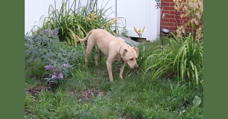 Loretta (2487563891), a Staffordshire Terrier and Golden Retriever mix tested with EmbarkVet.com