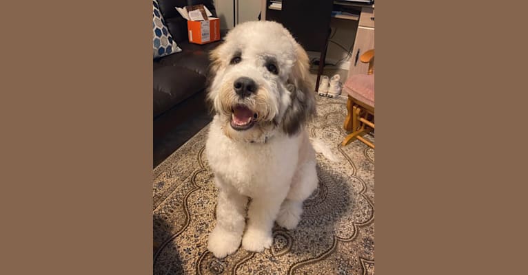 Photo of Moose, a St. Berdoodle  in Section, AL, USA