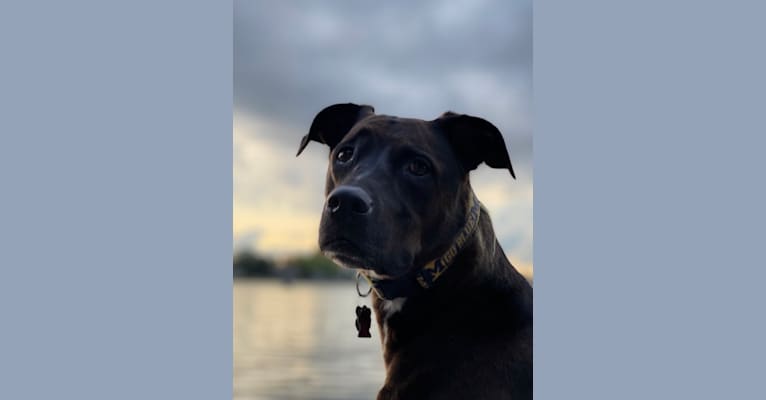 Axel, a Staffordshire Terrier and Rottweiler mix tested with EmbarkVet.com