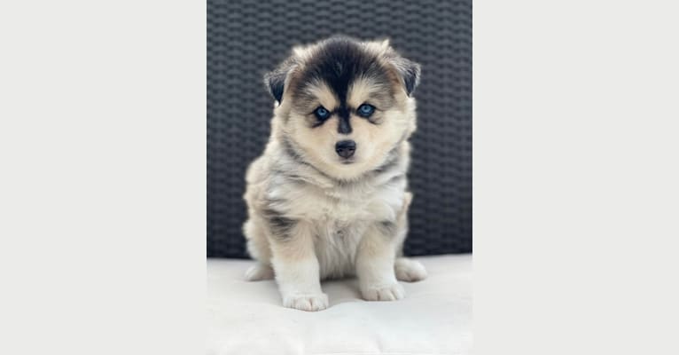 Brady, a Pomsky tested with EmbarkVet.com